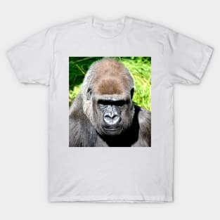 SILVERBACK T-Shirt